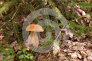 Porcini mushroom growing in pine tree forest at autumn season