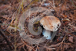 Porcini mushroom grows in the forest. Autumn nature