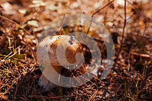 Porcini mushroom grows in the forest. Autumn nature