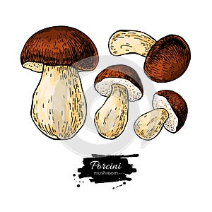 Porcini mushroom hand drawn vector illustration set