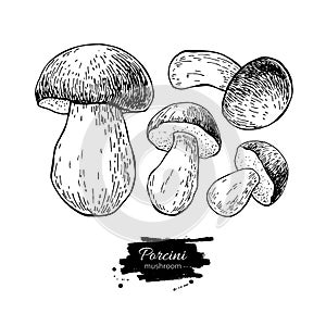 Porcini mushroom hand drawn vector illustration set. Sketch food