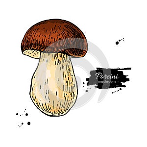 Porcini mushroom hand drawn vector illustration. Sketch food drawing