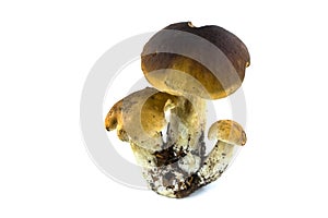 Porcini Mushroom Isolated