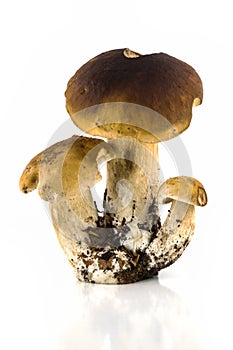 Porcini Mushroom Isolated