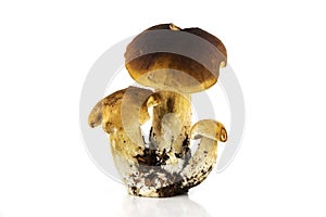 Porcini Mushroom Isolated