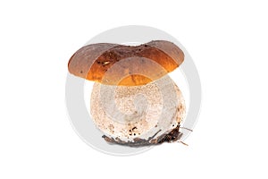 Porcini Mushroom Isolated