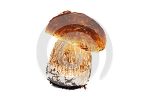 Porcini Mushroom Isolated