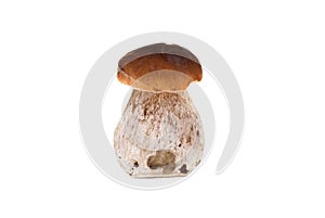 Porcini Mushroom Isolated