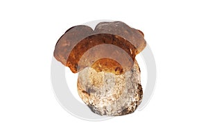 Porcini Mushroom Isolated