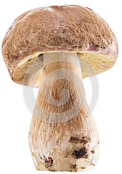 Porcini mushroom isolated on a white background