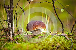 Porcini mushroom in the moss in a clearing in the forest. Select