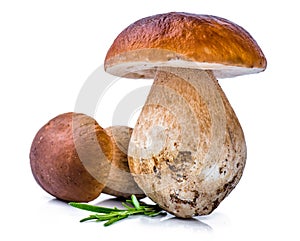 Porcini Mushroom with Rosemary photo