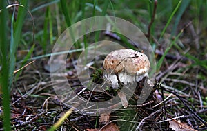 Porcini mushroom. Sweden.