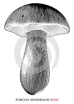 Porcini mushroom vintage illustration black and white clip art