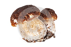 Porcini Mushroom On White