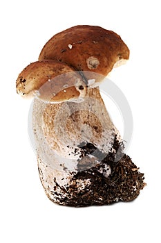 Porcini Mushroom On White