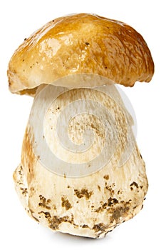 Porcini mushroom on white