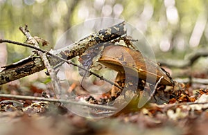 Porcini mushroom in the woods photo