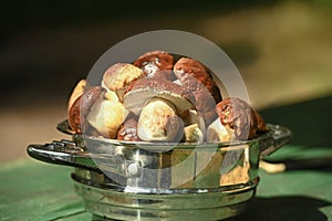 Porcini mushrooms in a bowl on a green wooden table