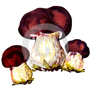 Porcini mushrooms. Cep on white background
