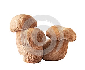 Porcini mushrooms. Cep on white