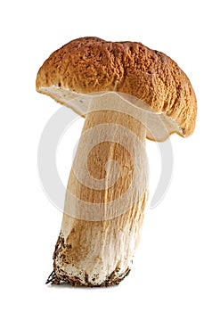 Porcini mushrooms. Cep on white