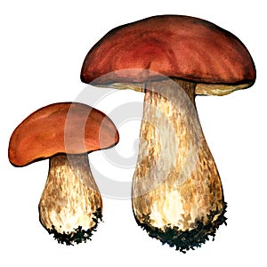 Porcini mushrooms. Cep on white background photo