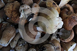 Porcini mushrooms close-up background 20204