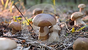 Porcini mushrooms among fallen leaves in the forest. Close-up photo