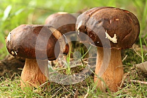 Porcini