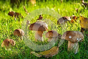 Porcini mushrooms between fresh green grass in the sunny forest. Close-up