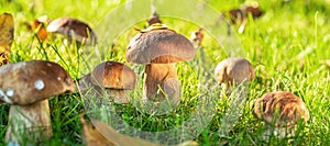 Porcini mushrooms between fresh green grass in the sunny forest. Close-up