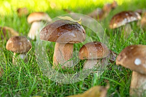 Porcini mushrooms between fresh green grass in the sunny forest. Close-up