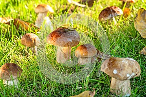 Porcini mushrooms between fresh green grass in the sunny forest. Close-up photo