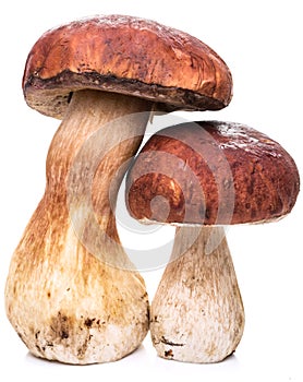 Porcini mushrooms isolated on a white.