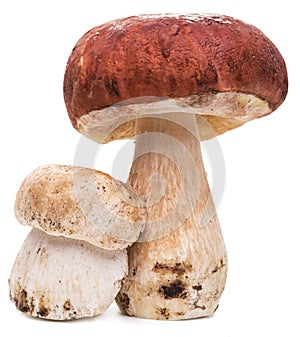 Porcini mushrooms isolated on a white.