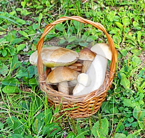Porcini mushrooms lat. Boletus edulis in a basket on the grass