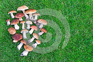 Porcini mushrooms lying on the bright green grass with copy space.Top viewConcept of the benefits and harms of mushrooms. photo