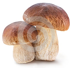 Porcini mushrooms on white background. File contains clipping path
