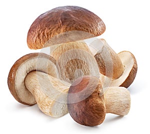 Porcini mushrooms on white background. File contains clipping path