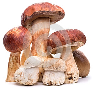 Porcini mushrooms on a white background. photo