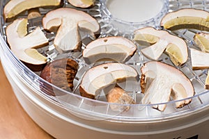 Porcini slices in a home dehydrator