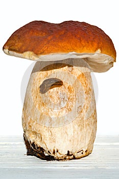 Porcini with a slug on a leg