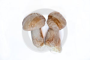 Porcini on white background. Isolated