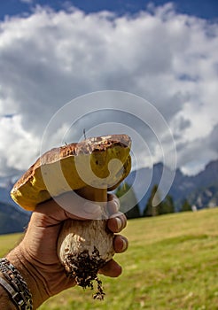 Porcino is the common name of some species of fungi of the genus Boletus, often attributed, also as a product designation, to four