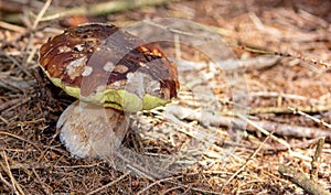 Porcino is the common name of some species of fungi of the genus Boletus, often attributed, also as a product designation, to four