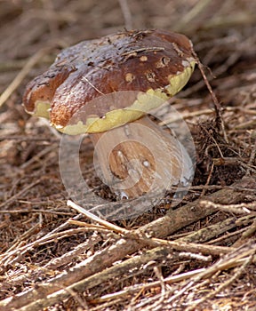Porcino is the common name of some species of fungi of the genus Boletus, often attributed, also as a product designation, to four photo
