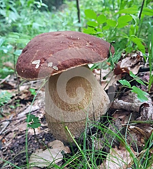 Porcino is the common name of some species of fungi of the genus Boletus, often attributed, also as a product designation, to four