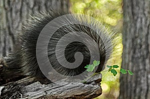 Porcupette (Erethizon dorsatum) and Greenery