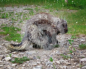 Porcupine